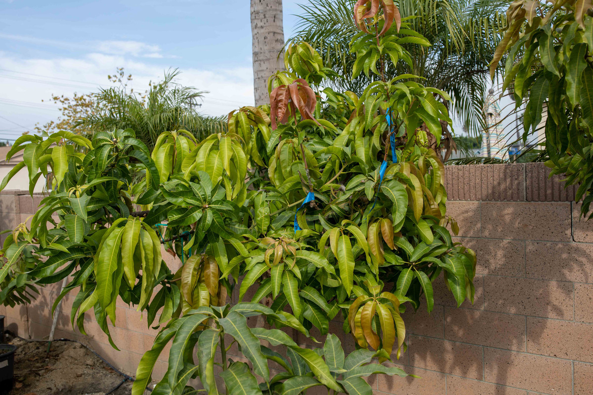8U1A5367  Coconut Cream Mango Tree in Mid Fall (11-1-2020)