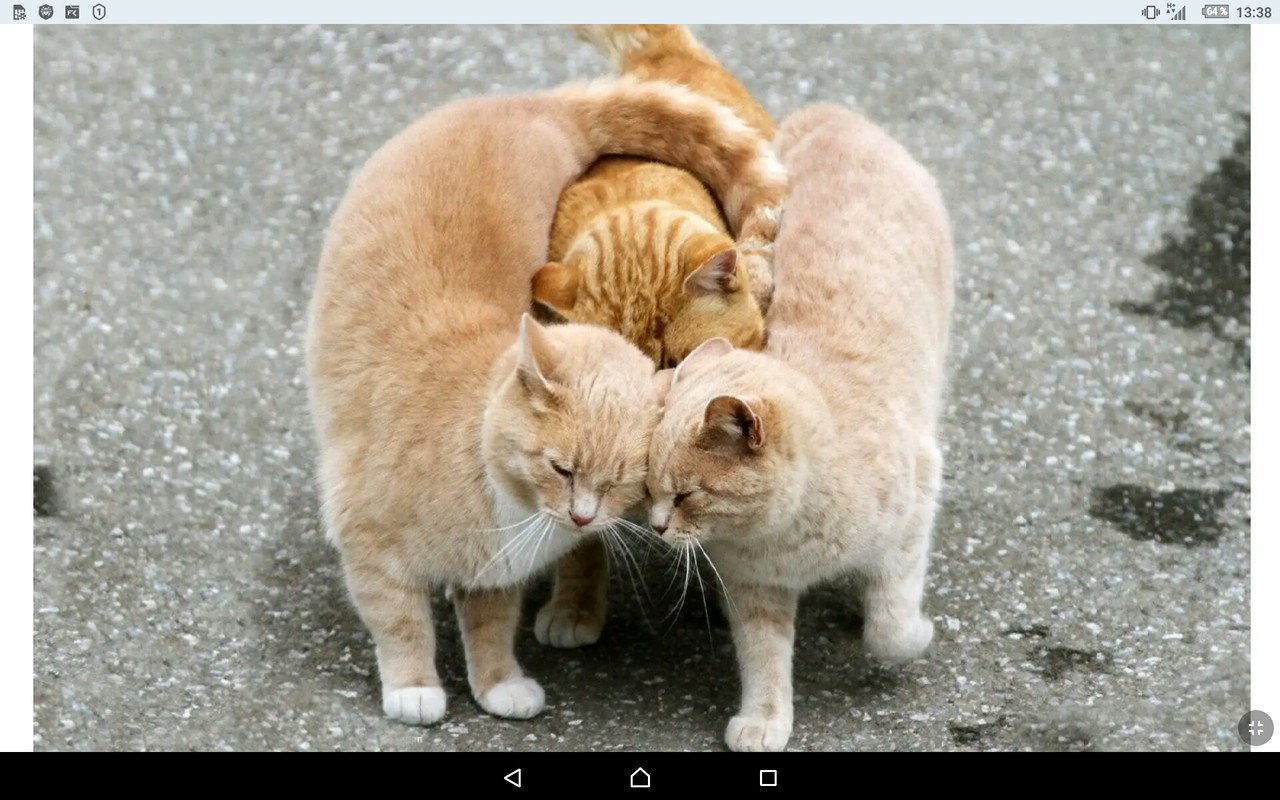 Screenshot_2022-01-19-13-38-46