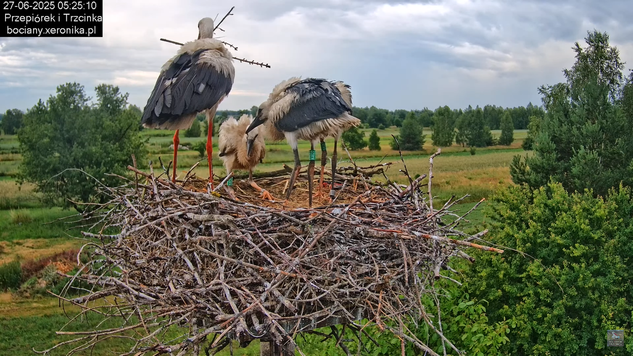 27062025bociany5
