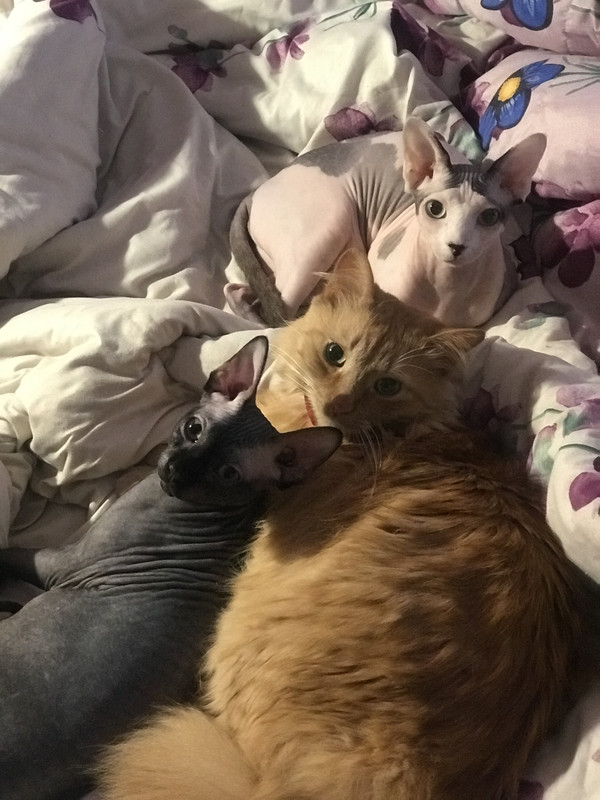 23-BF0-AFD-05-AF-4-EEB-B18-C-6-EA09-E4-A