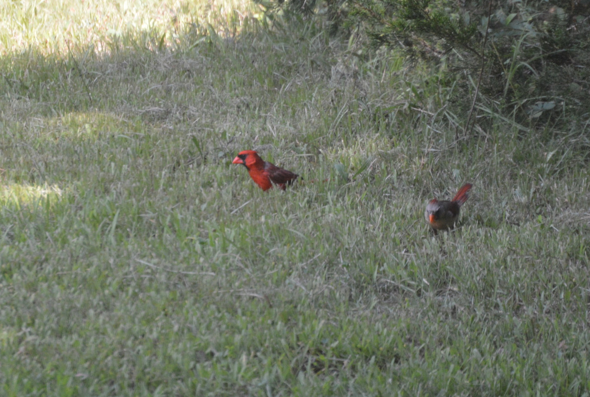 2021-8-4 Cardinals (2)