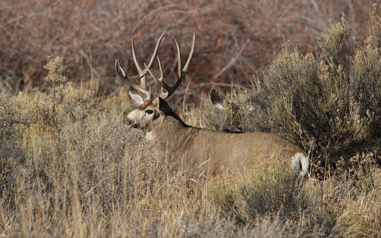 Mule Deer Rack Over Time - 24hourcampfire