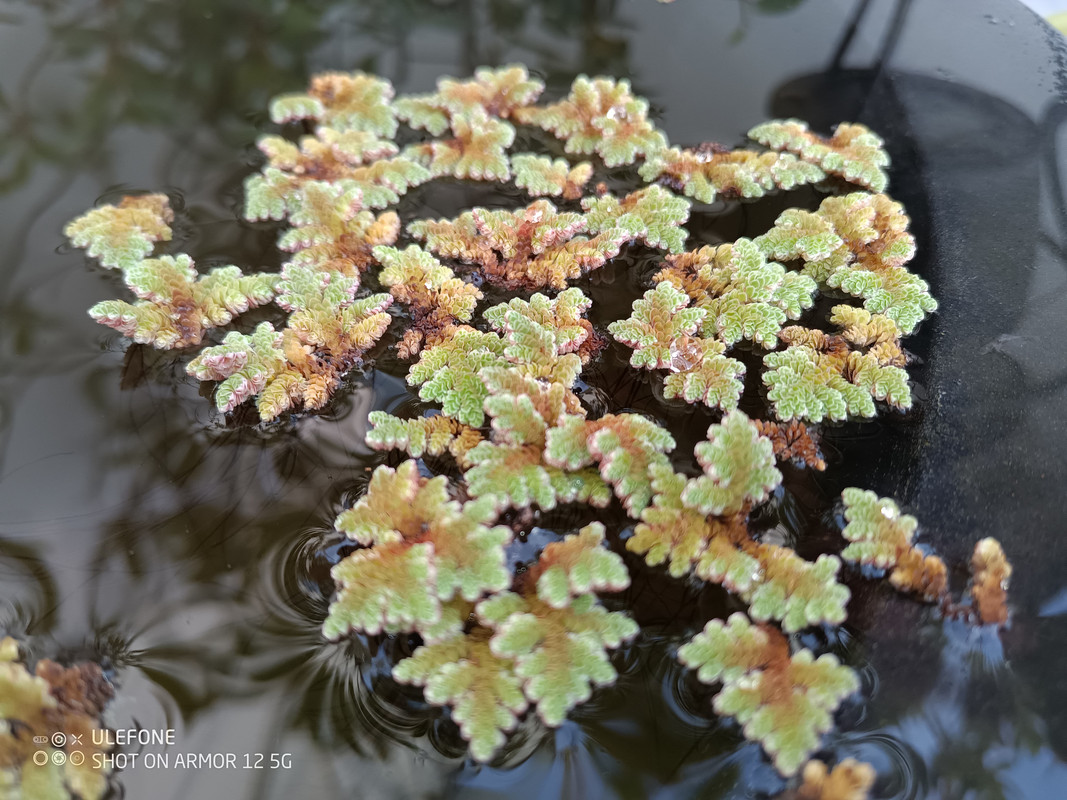 Azolla Filiculoides - Piante Acquatiche Vive Per Acquari E Laghetti - Foto 6