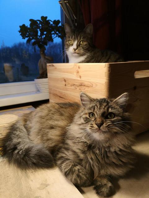 46468515-10161027271295006-3185126593999