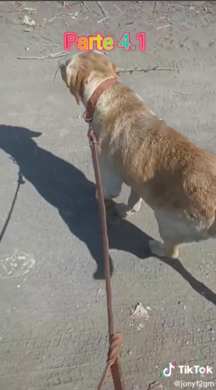 Perrita fue adoptada tras volverse viral por “pagar” su comida