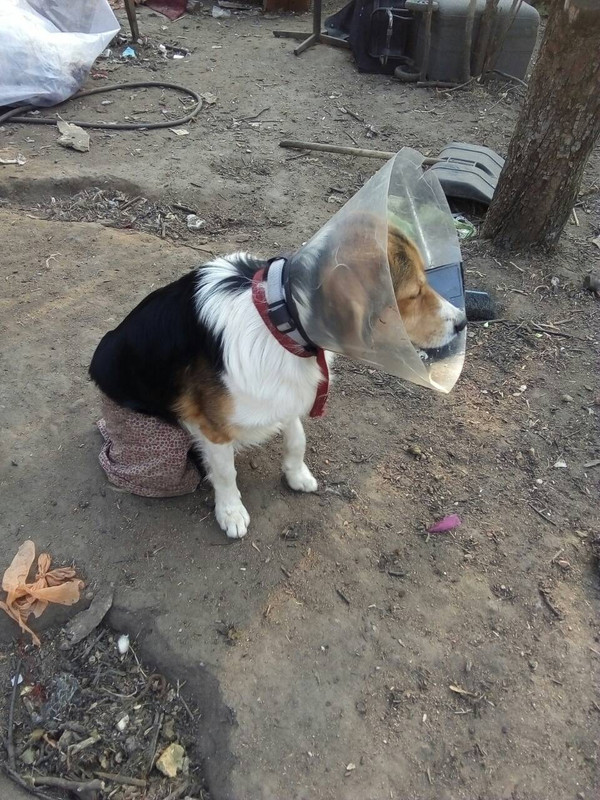 марсель кастрирован