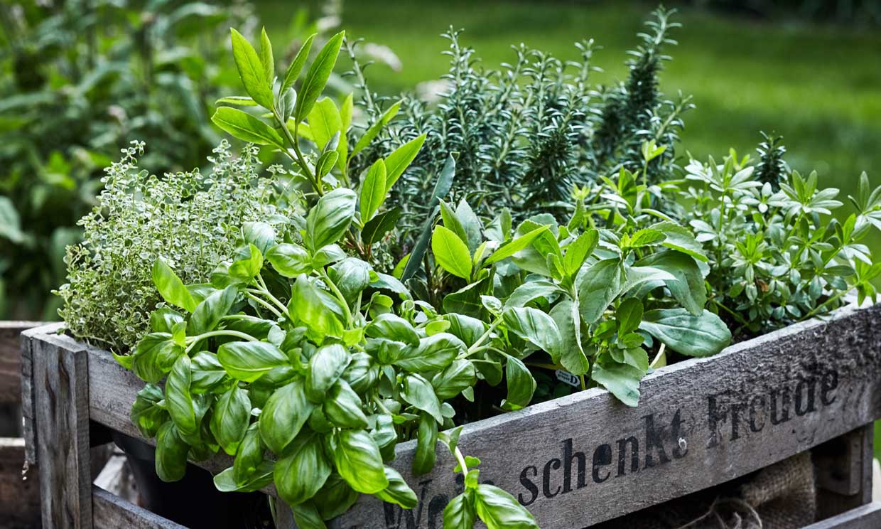 Esta es la mejor planta medicinal para limpiar los pulmones