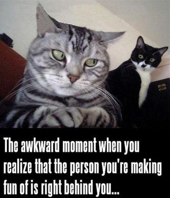 Cat Humor #7