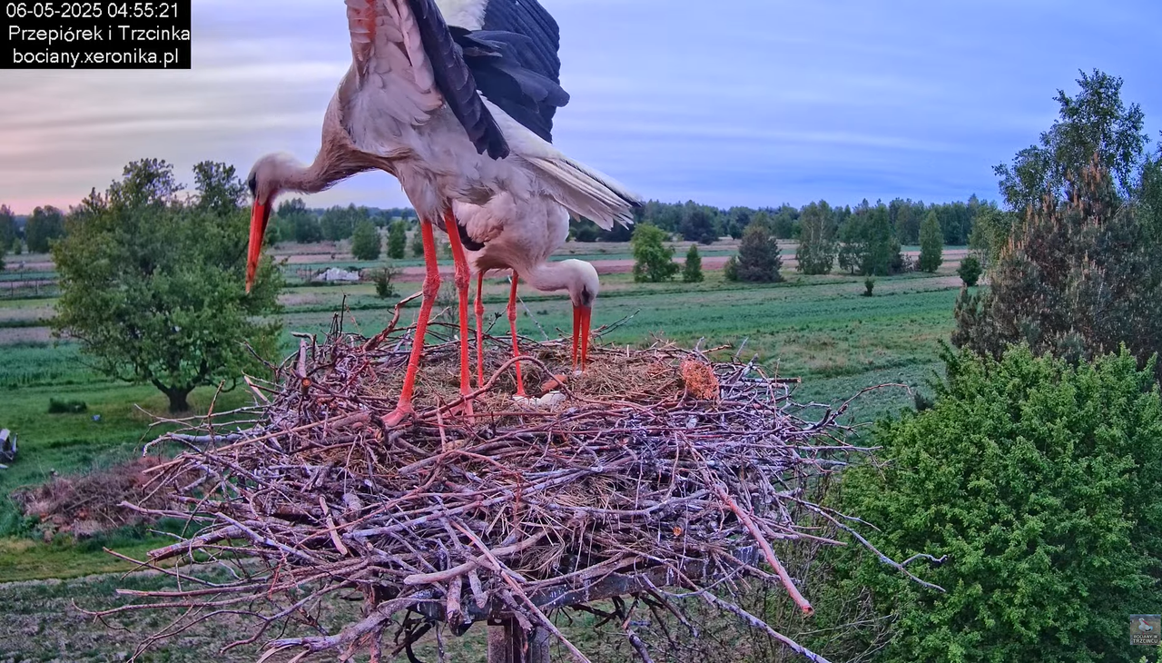 06052025bociany4