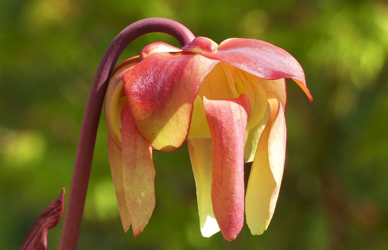 jyd's flower — washed red, 2021-04-14