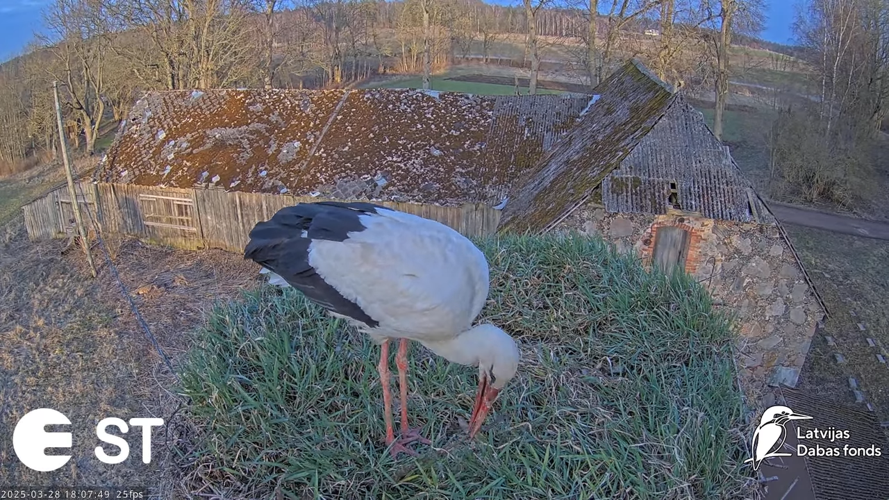 (16) Baltie stārķi (Ciconia ciconia) Tukuma novadā __ White storks in Tukums, Latvia - YouTube - 796