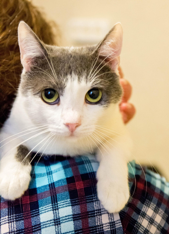 бело-серая-1-10