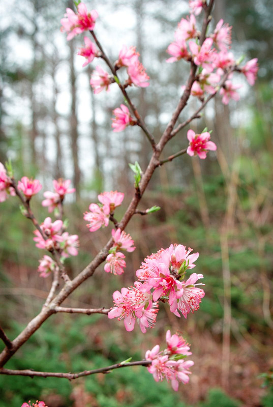 Peach Branch