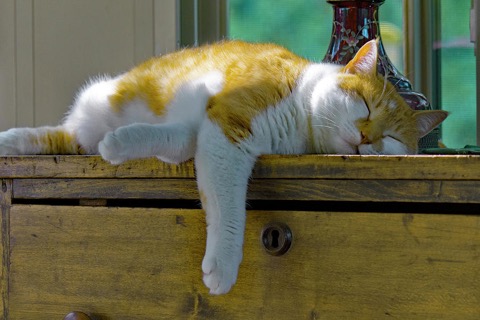 Cat-Nap-window-sill
