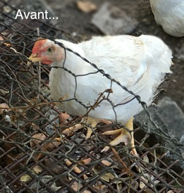 Poule avant