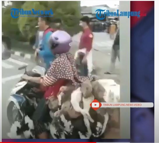 Viral emak-emak bawa puluhan bebek nekat menerobos demo
