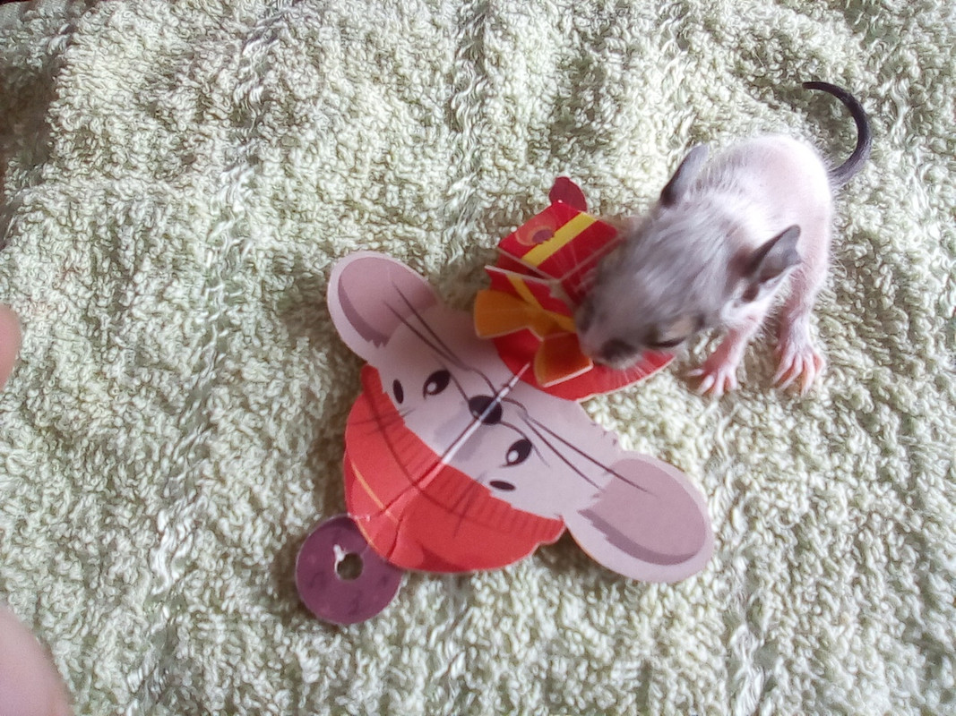 Помет Б дев пятн агути