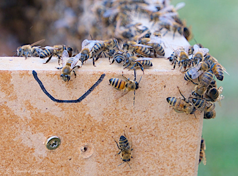 Abeilles sur le bord de la ruche