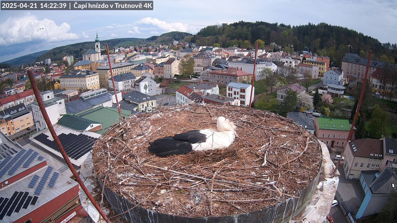 Tiešraidē no stārķa ligzdas uz alus darītavas skursteņa Trutnovā 13-49-44 screenshot