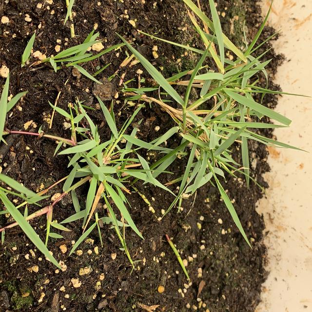 How To Identify Zoysia Grass Guide To Common Grass Types In