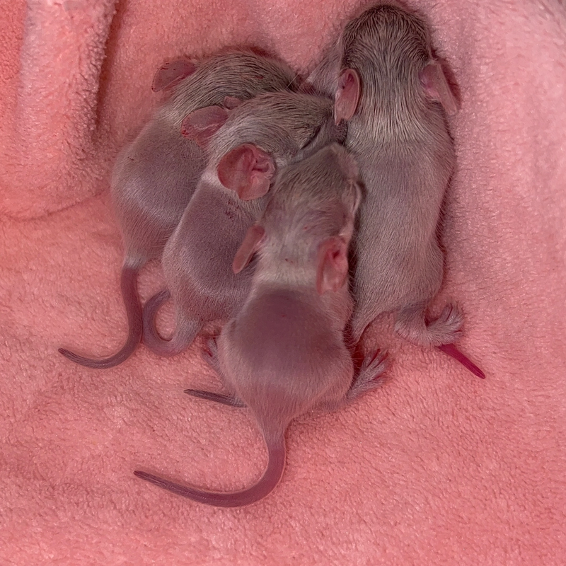 EAF48130-2B2B-4A73-9AAC-BAE5B5AF5340