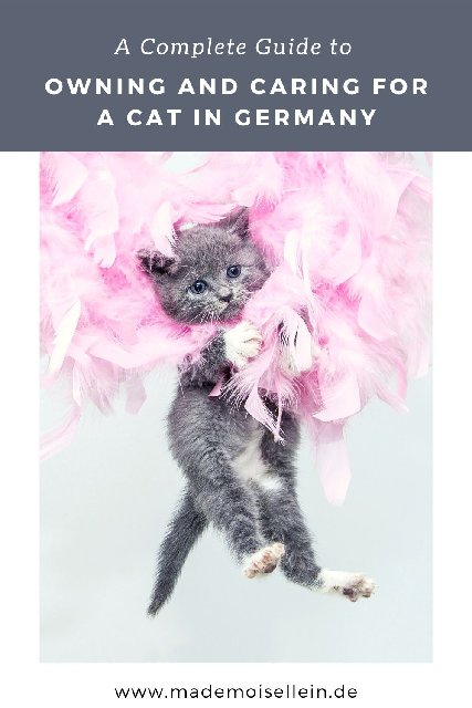 get a cat in Germany 