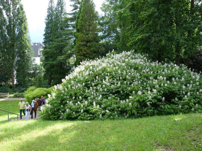 2014-07-13 Arboretum Härle 42