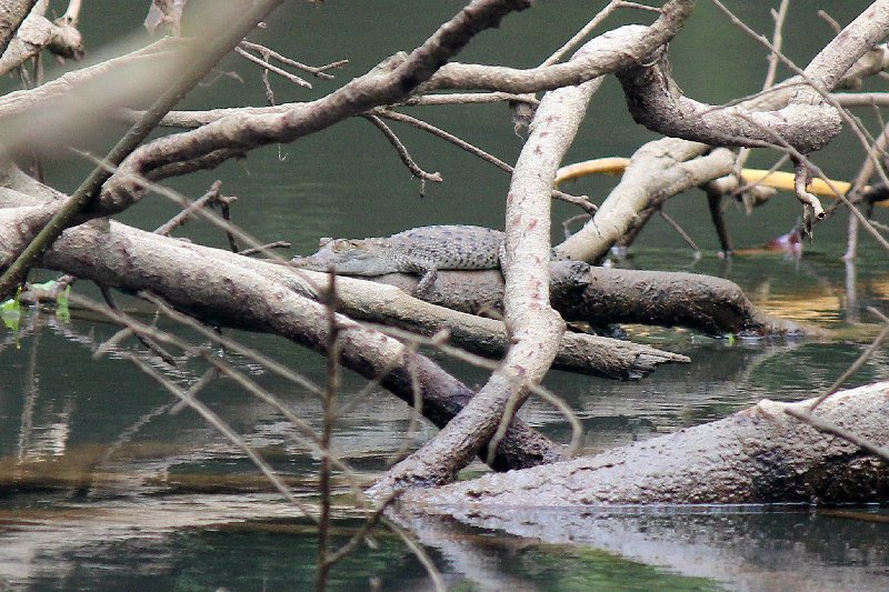 DIA 13: EXCURSIÓN DE UN DÍA A CORCOVADO - DE TORTUGAS Y PEREZOSOS. COSTA RICA 2019 (55)