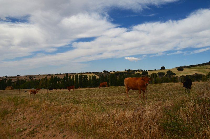 VILLAVERDE-31-7-2017-AVILA - Pueblos y lugares abandonados/deshabitados-2011 AL 2024 (27)