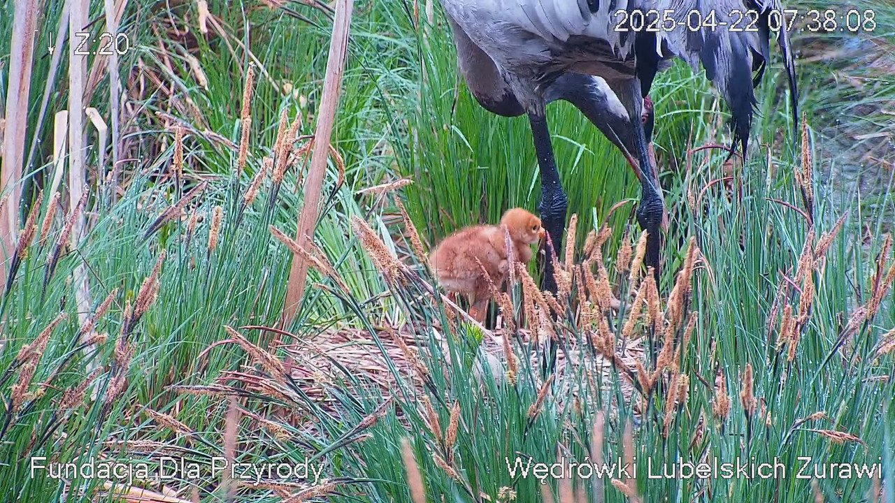 Tiešraides kamera ar dzērvju ligzdu netālu no Poleski PN. Tiešraides kamera, kas ligzdo parasto dzēr