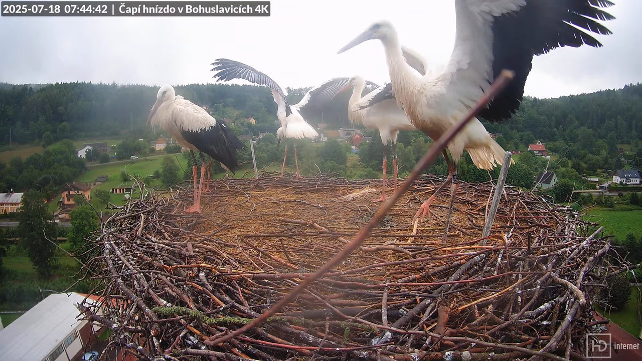 Živě z čapího komína firmy KARA v Bohuslavicích u Trutnova 9-32-15 screenshot