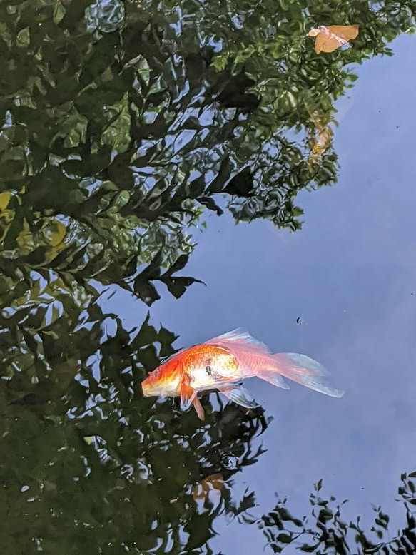 My entire population of gold fish died overnight, only one survivor