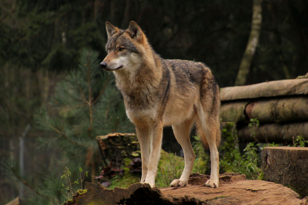 gray-wolf-by-quiet-bliss-d8dnh4o-fullview.jpg
