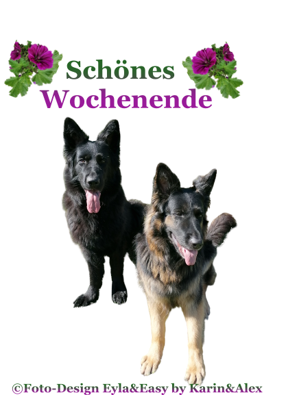 An den Beitrag angehängtes Bild: https://i.postimg.cc/7Y6fn5rz/Sch-nes-Wochenende-25-09-2021.png