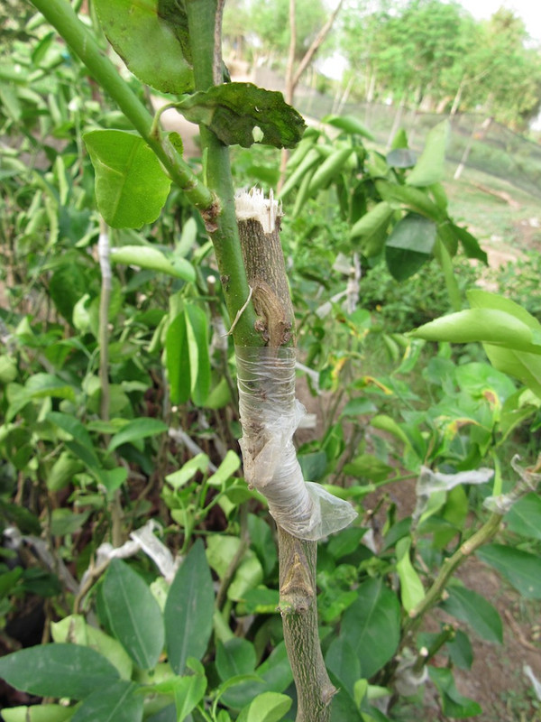 grafted-citrus-tree.jpg