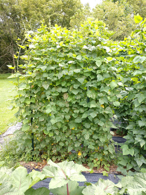 R34 Oaxacan Cream IMG_20200807_124417360