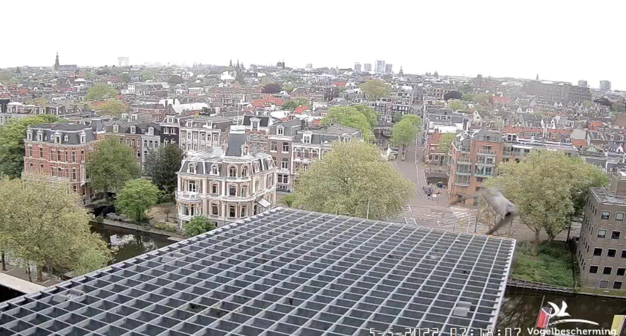Amsterdam/Rijksmuseum screenshots © Beleef de Lente/Vogelbescherming Nederland - Pagina 31 Video-2022-05-05-072029-Moment-3