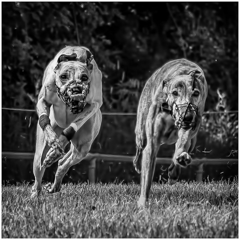 blacknwhiteracingwhippets.jpg