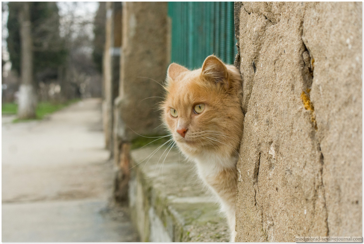 Sev-Cat-2015