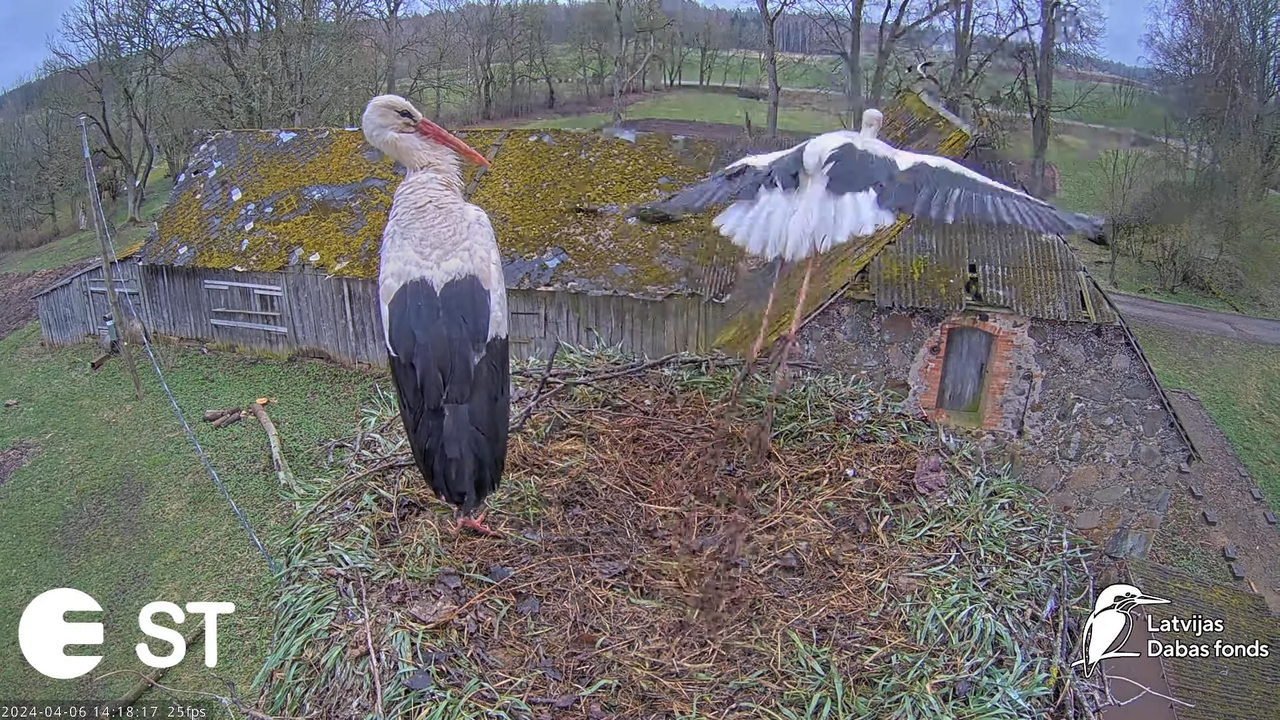 Baltie stārķi (Ciconia ciconia) Tukuma novadā - LDF tiešraide __ White storks in Tukums, Latvia 17-1