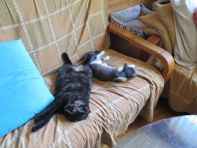 Slika