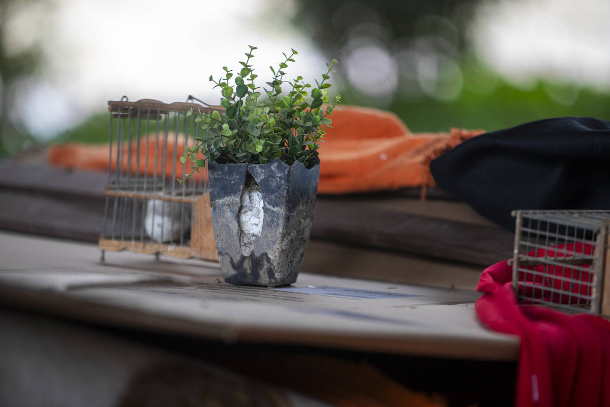 [Planta en la chabola]