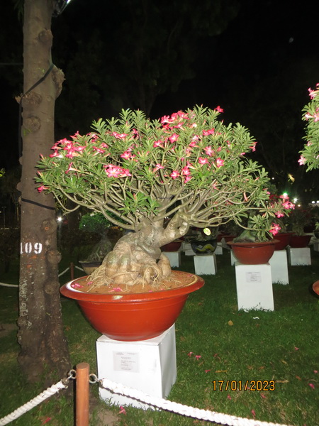 [Image: IMG-0726.jpg]
