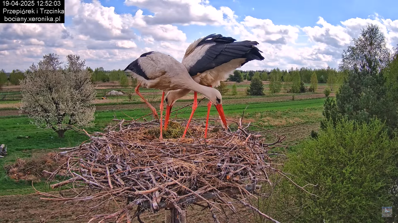 19042025bociany18