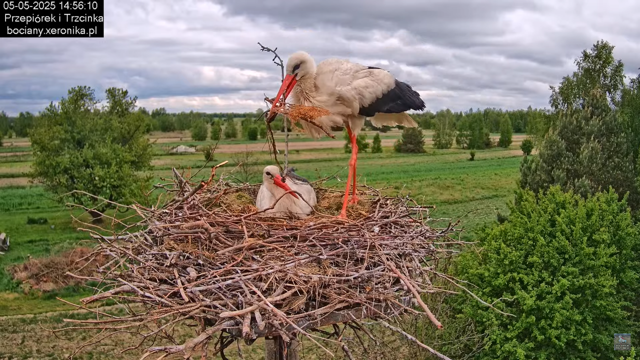 05052025bociany15