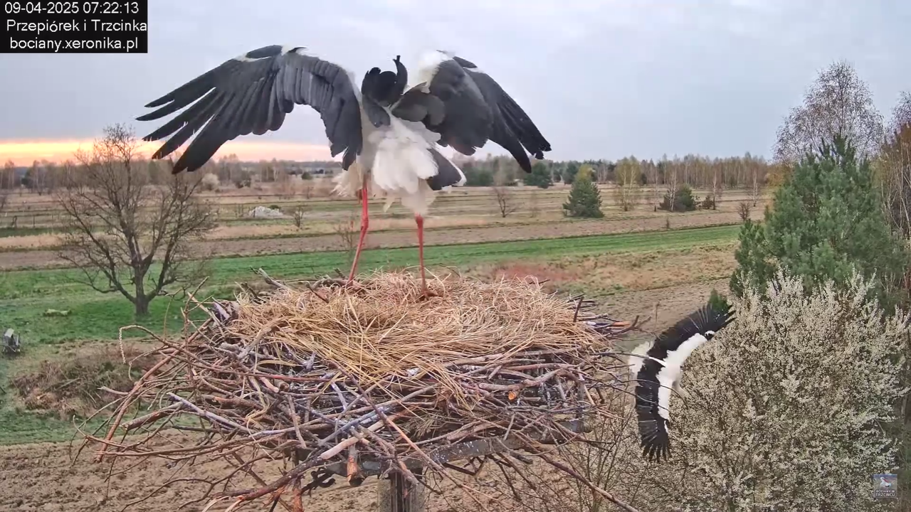 09042025bociany_31