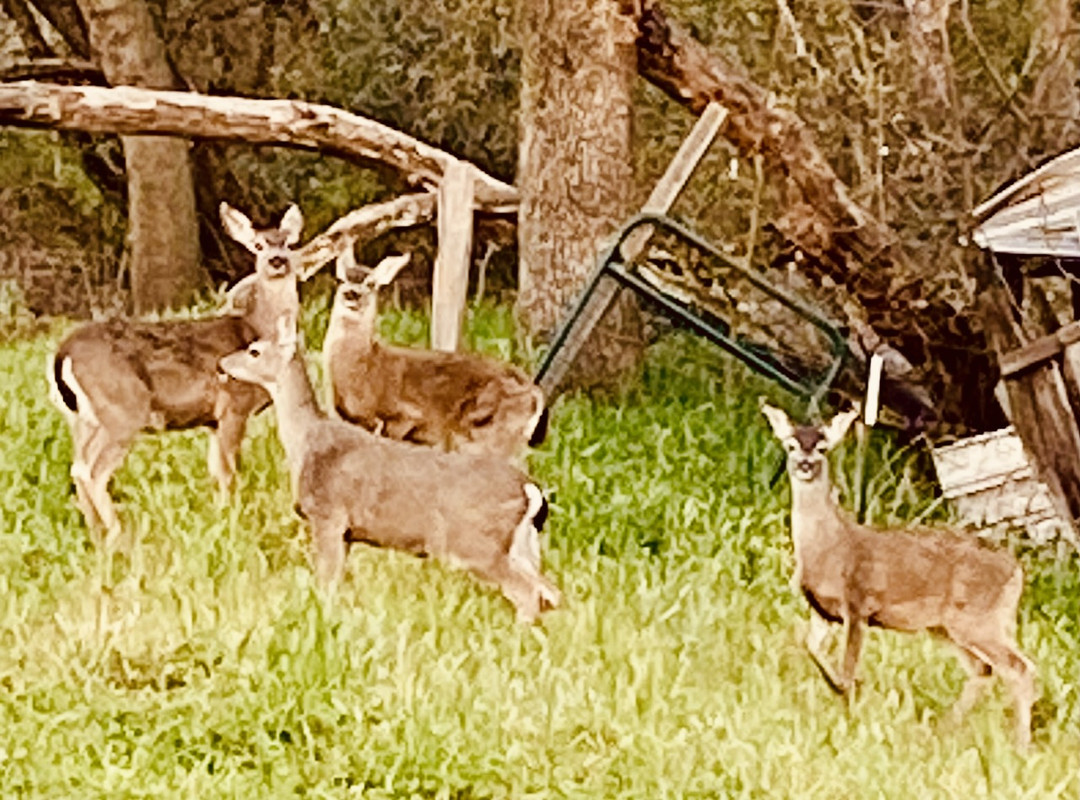 921E9CD2-BE48-4246-9A4F-A86190D976E1_1_201_a