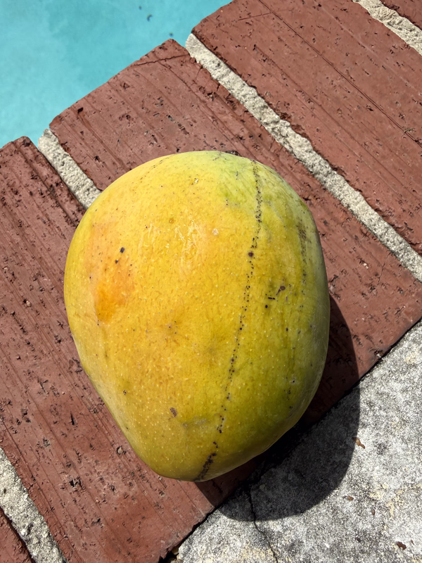 Mango CL 7 1 2026a