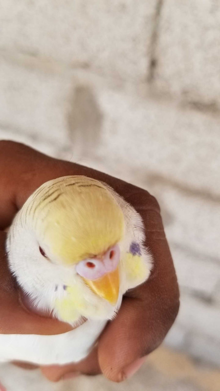 ٢?١٩?٩?٧_١١٥٩٣٣