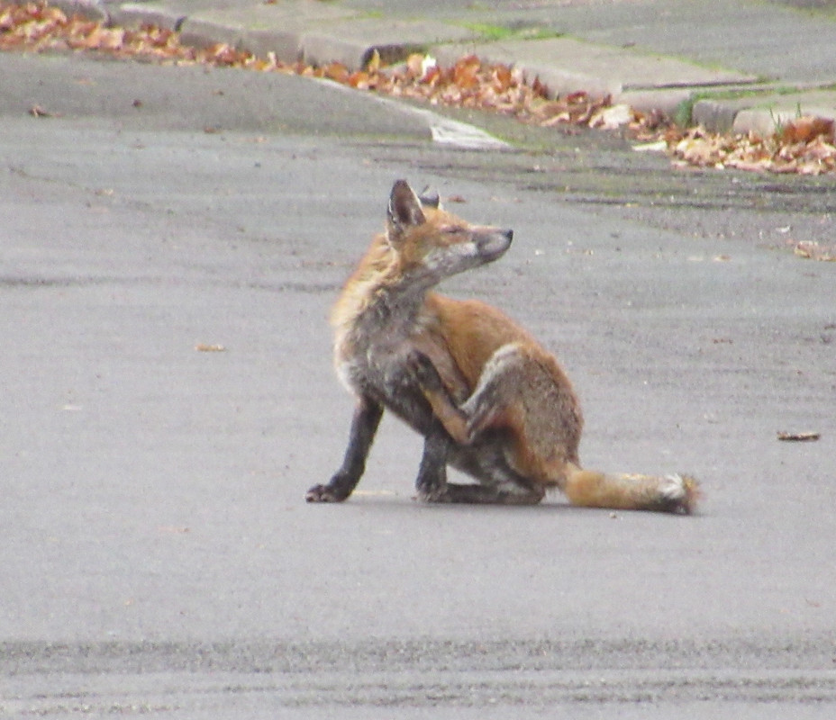 Fox on Sholebroke Avenue 1pm 18-11-24 (3)